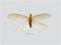 藏品(黃紋魚蛉)的圖片